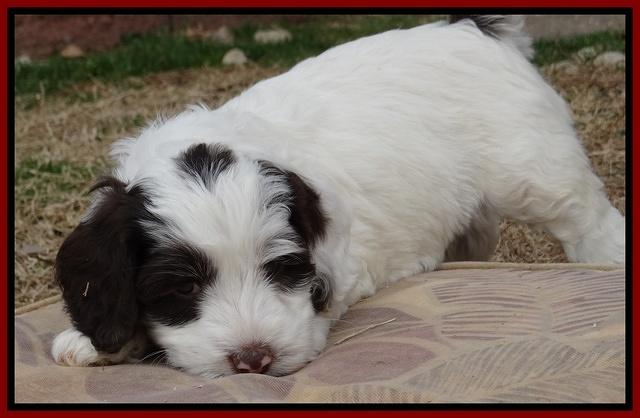 Sparkle Texas pups 6 wks old 141