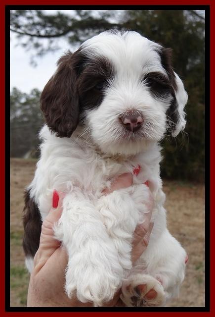 Sparkle Texas pups 6 wks old 151