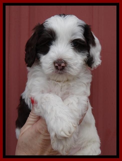 Sparkle Texas pups 6 wks old 161