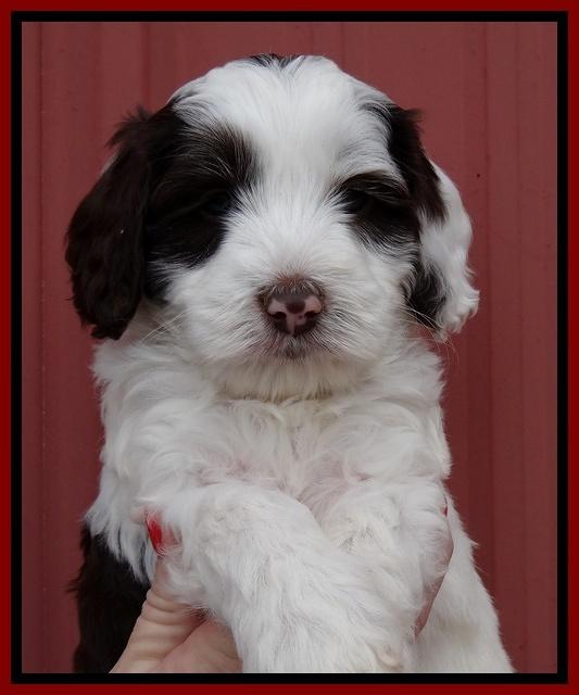 Sparkle Texas pups 6 wks old 171