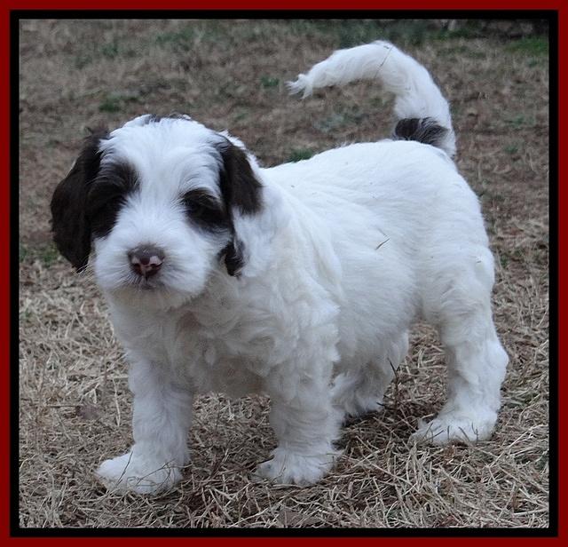 Sparkle Texas pups 7 wks old 101