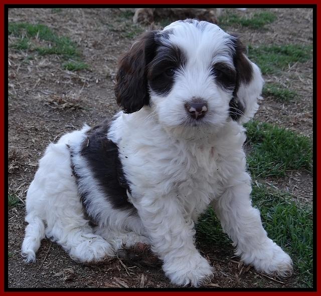 Sparkle Texas pups 7 wks old 131