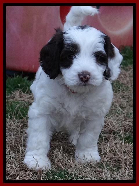 Sparkle Texas pups 7 wks old 91