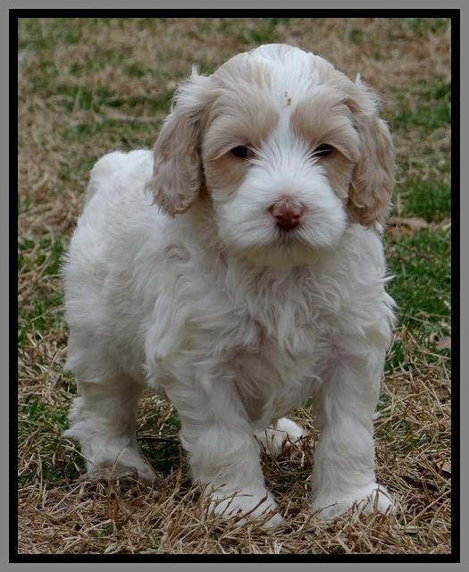 Sparkle TExas pups 5 wks old 471