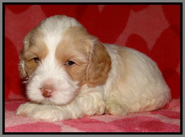 Sparkle Texas pups 4 weeks old 231