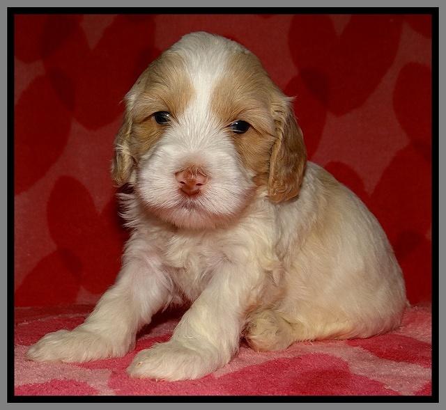 Sparkle Texas pups 4 weeks old 241