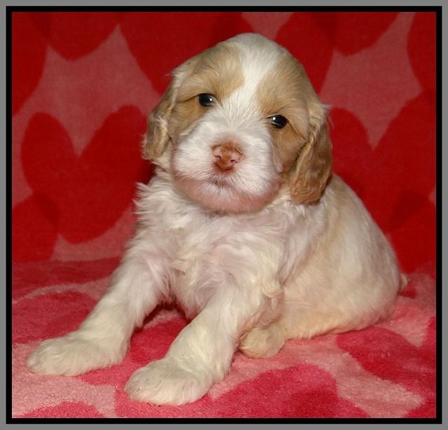 Sparkle Texas pups 4 weeks old 251