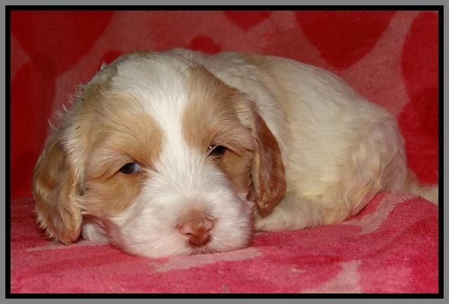 Sparkle Texas pups 4 weeks old 261