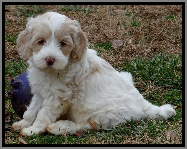 Sparkle Texas pups 6 wks old 005