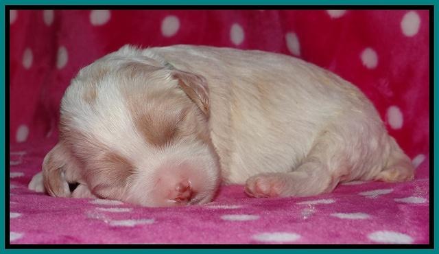 Sparkle TExas pups 2 wks old 098