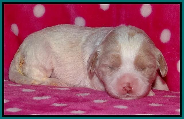 Sparkle TExas pups 2 wks old 109