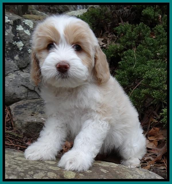 Sparkle Texas 8 wks old 1 003