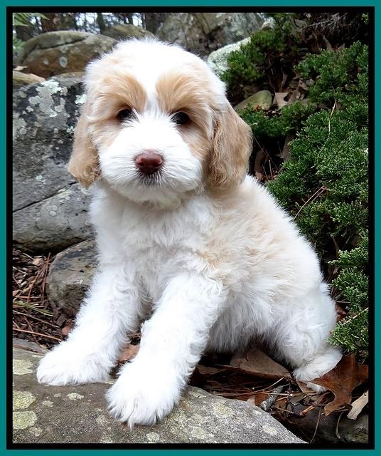 Sparkle Texas 8 wks old 1 007