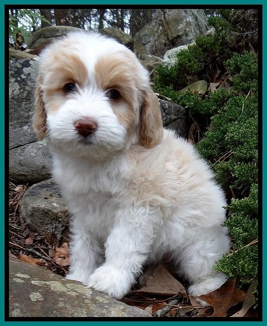 Sparkle Texas 8 wks old 1 009