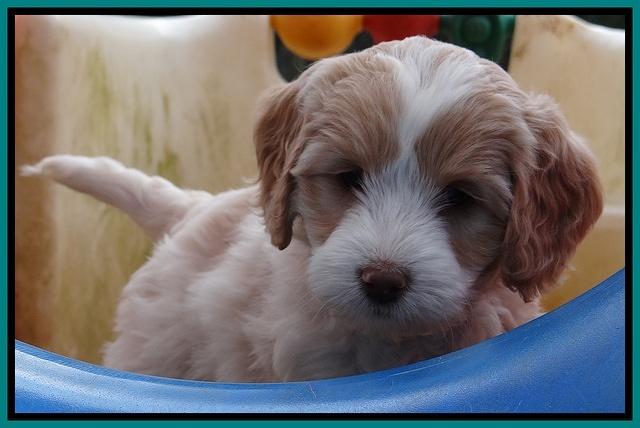 Sparkle Texas pups 7 wks old 581