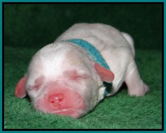 Sparkle Texas pups newborn 271