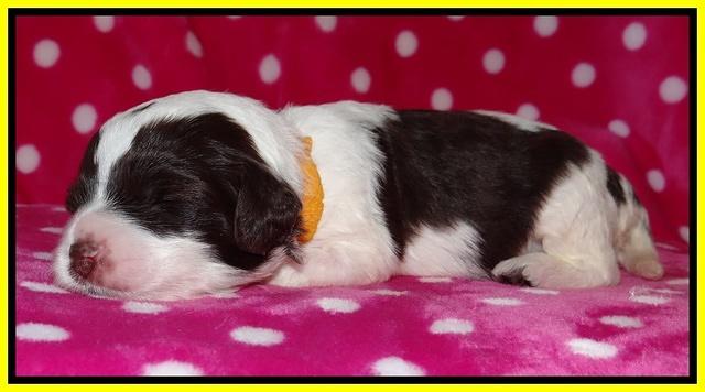 Sparkle TExas pups 2 wks old 150