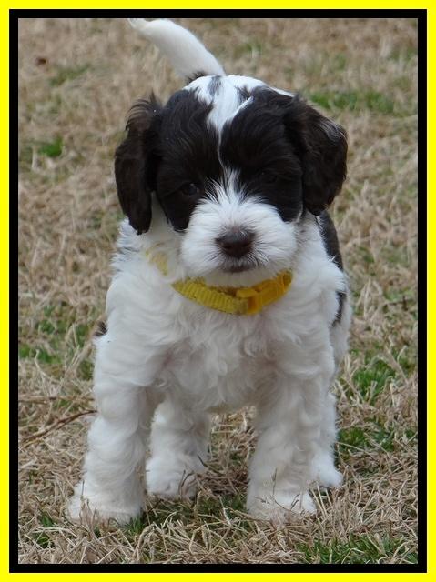 Sparkle TExas pups 5 wks old 61