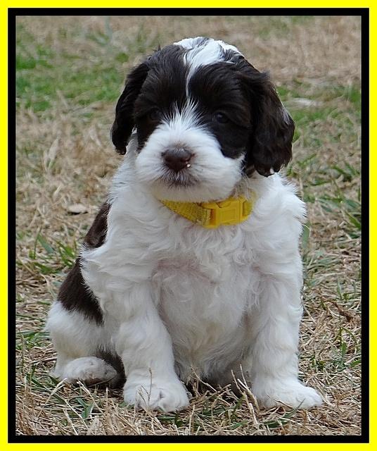 Sparkle TExas pups 5 wks old 71