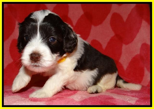 Sparkle Texas pups 4 weeks old 301