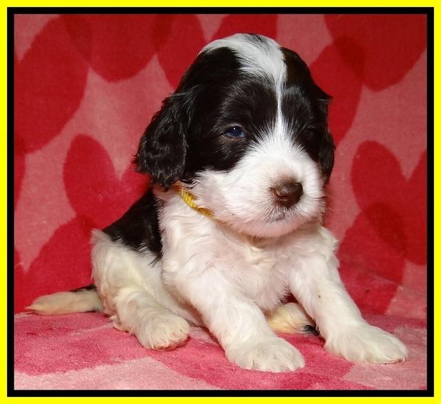 Sparkle Texas pups 4 weeks old 321