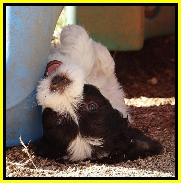 Sparkle Texas pups 7 wks old 211