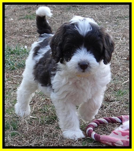 Sparkle Texas pups 7 wks old 271