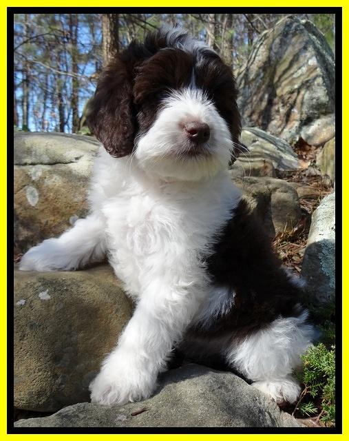 Sparkle Texas pups 8 weeks old 2 020