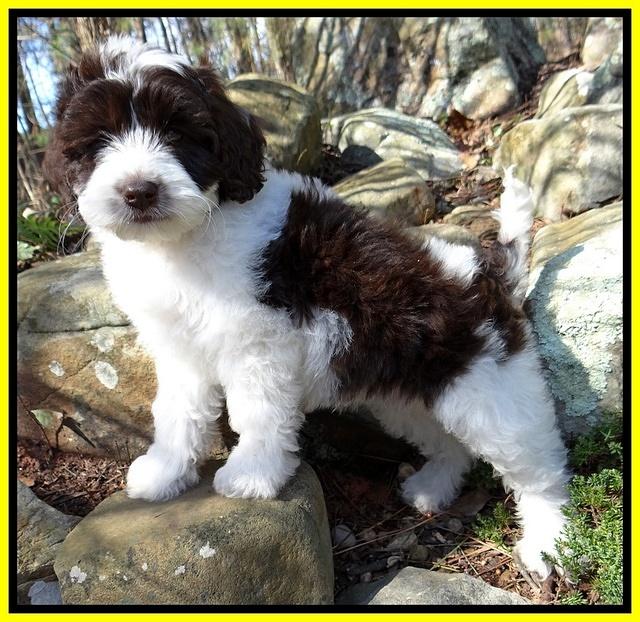 Sparkle Texas pups 8 weeks old 2 029