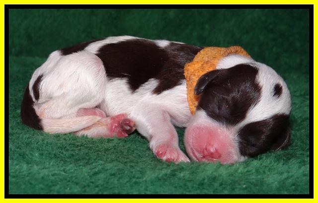 Sparkle Texas pups newborn 301