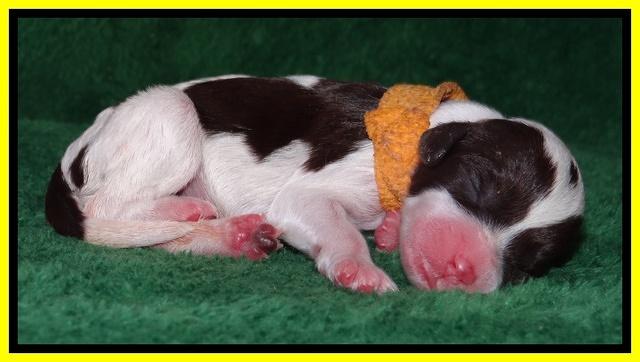 Sparkle Texas pups newborn 311