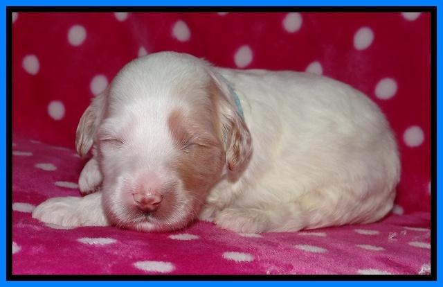 Sparkle TExas pups 2 wks old 132