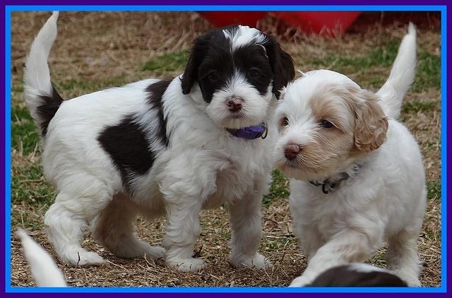Sparkle TExas pups 5 wks old 201