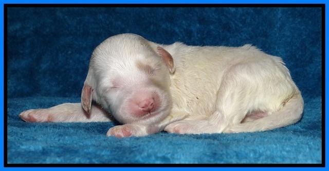 Sparkle Texas pups 1 wk old #1 068