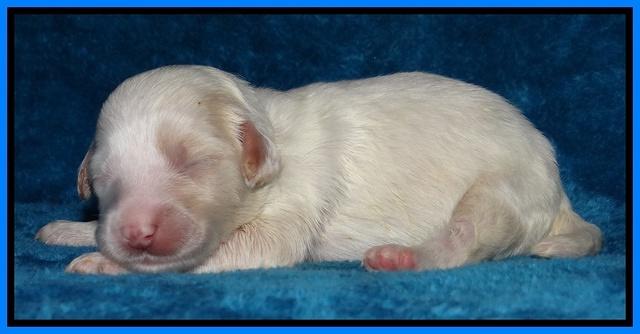Sparkle Texas pups 1 wk old #1 071