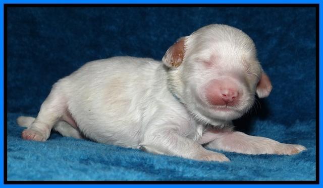 Sparkle Texas pups 1 wk old #1 076