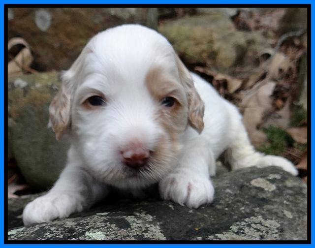 Sparkle Texas pups 3 wks old 281