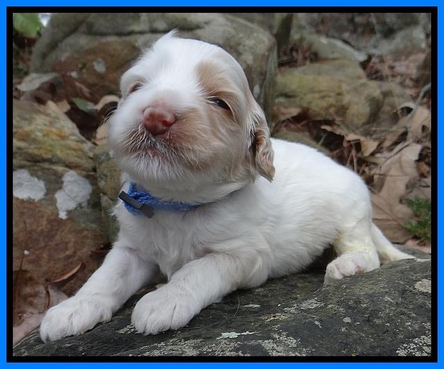 Sparkle Texas pups 3 wks old 301