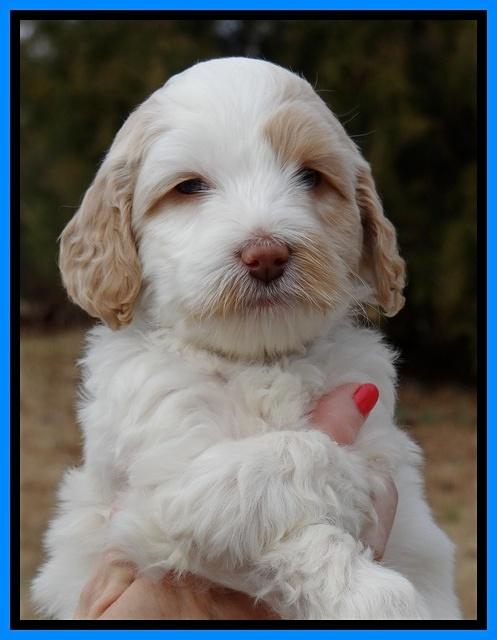 Sparkle Texas pups 6 wks old 271