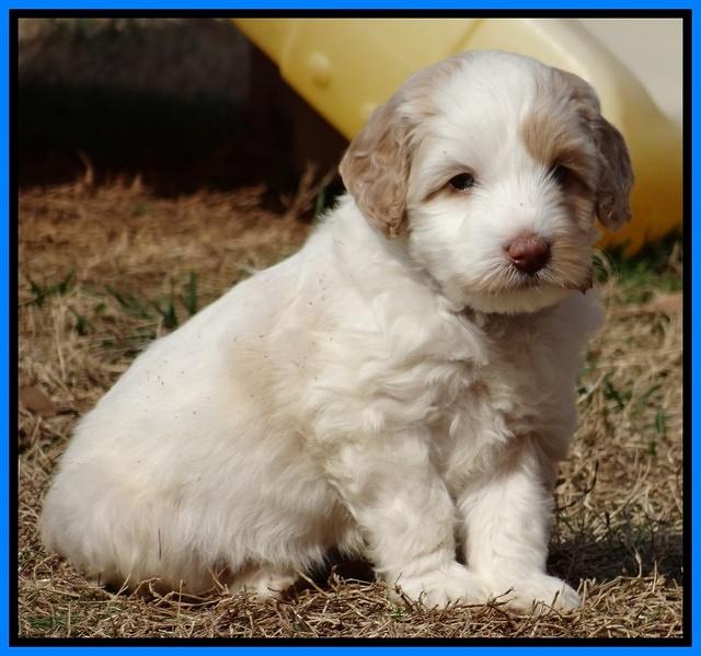 Sparkle Texas pups 6 wks old 291