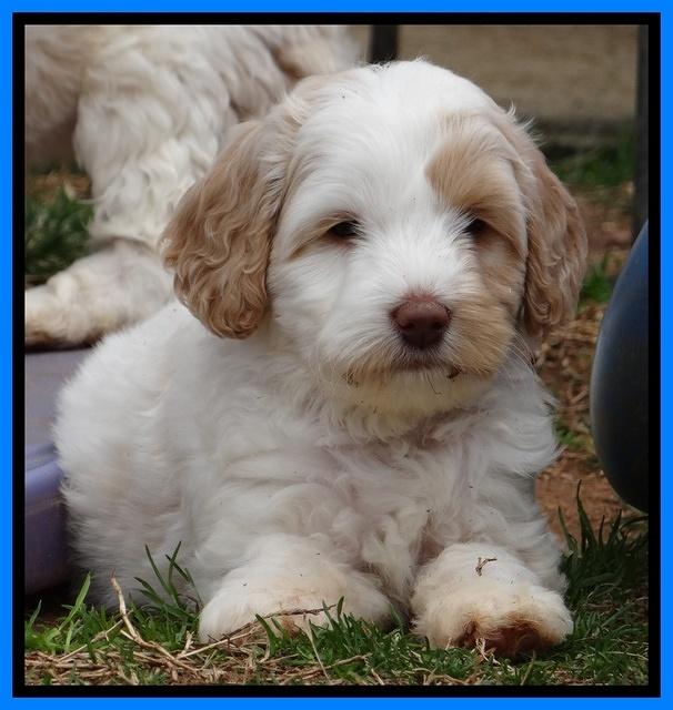 Sparkle Texas pups 7 wks old 21