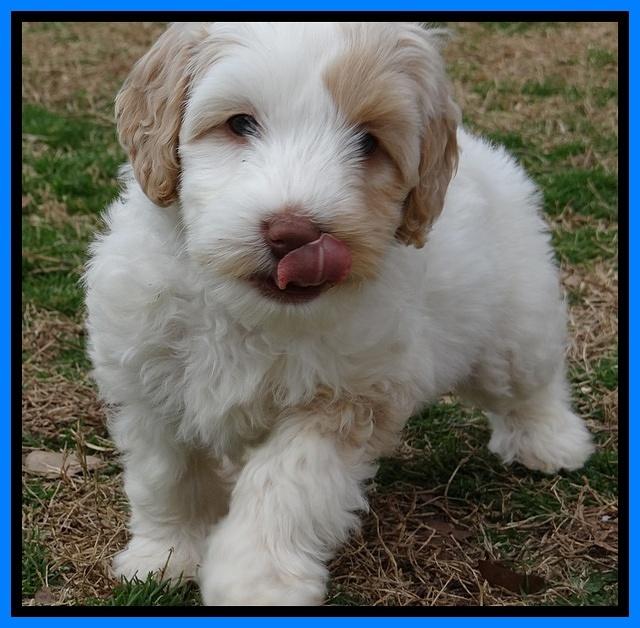 Sparkle Texas pups 7 wks old 81