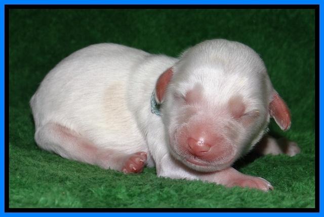 Sparkle Texas pups newborn 331