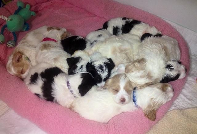 Rina reagan group heart photo 1