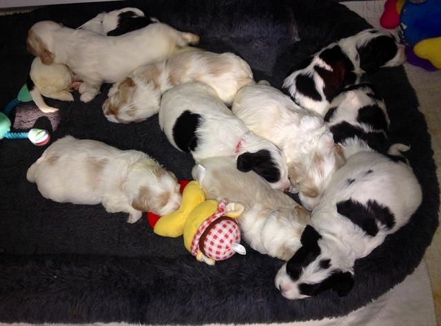 Sparkle Texas pups group 3 wks old 1