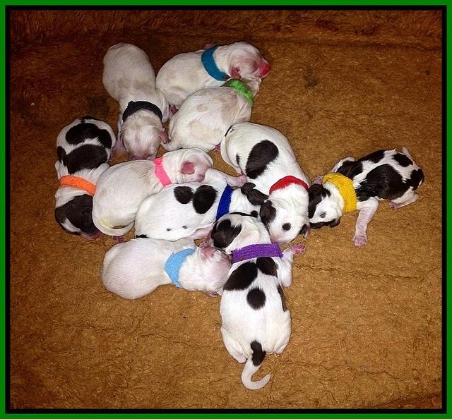 Sparkles newborn litter