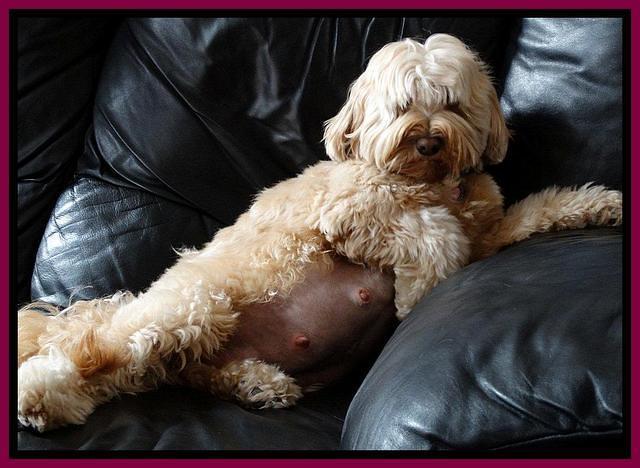 Sky day 59 preg 3 31