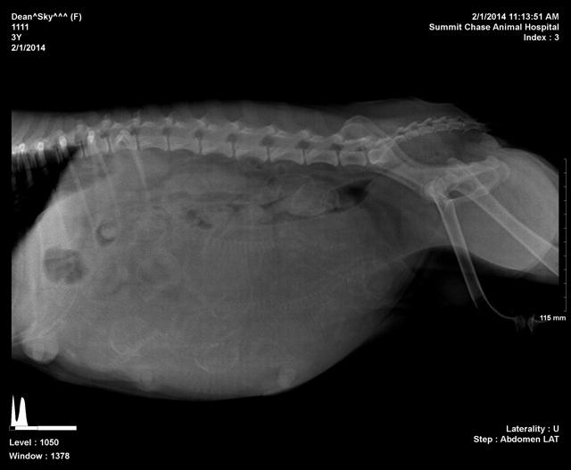 Sky preg 3 xrasy good