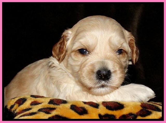 Sky Reagan pups 3 wks old 11