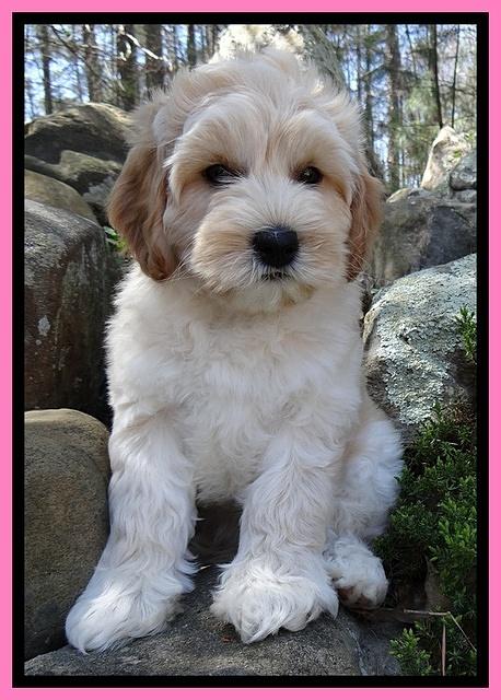 Sky Reagan pups 8 wks old 81